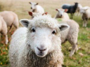 Sheep looking at camera