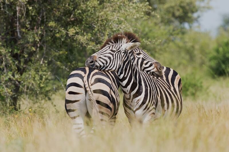 Two zebras scratching one another