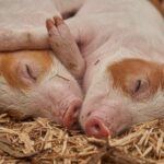 Two piglets sleeping and hugging each other