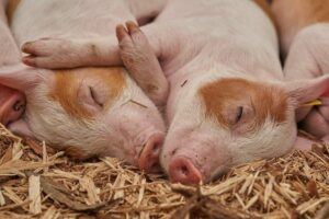 Two piglets sleeping and hugging each other