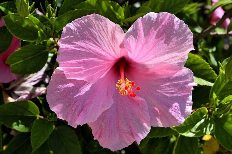 Benefits of drinking hibiscus tea: pink hibiscus flower close up