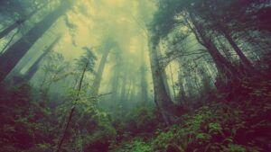 Picture of misty forrest