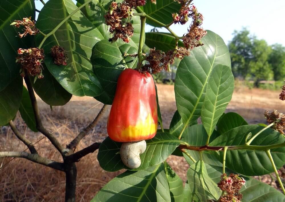 Cashew attached to false fruit on the cashew tree