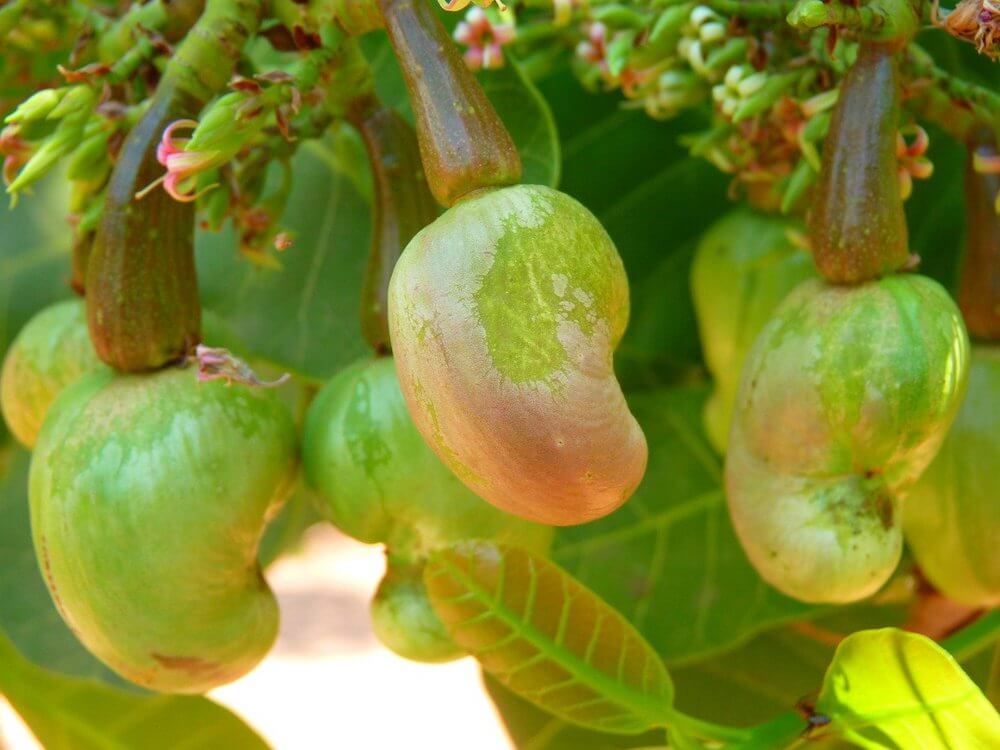 Cashews growing on the tree