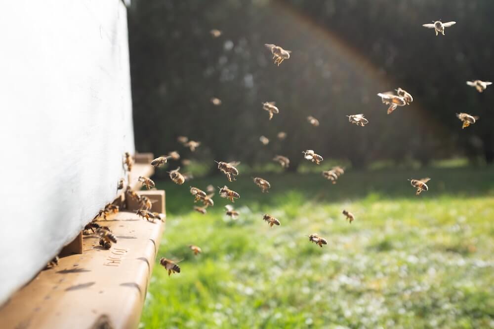 Bees flying to their hive