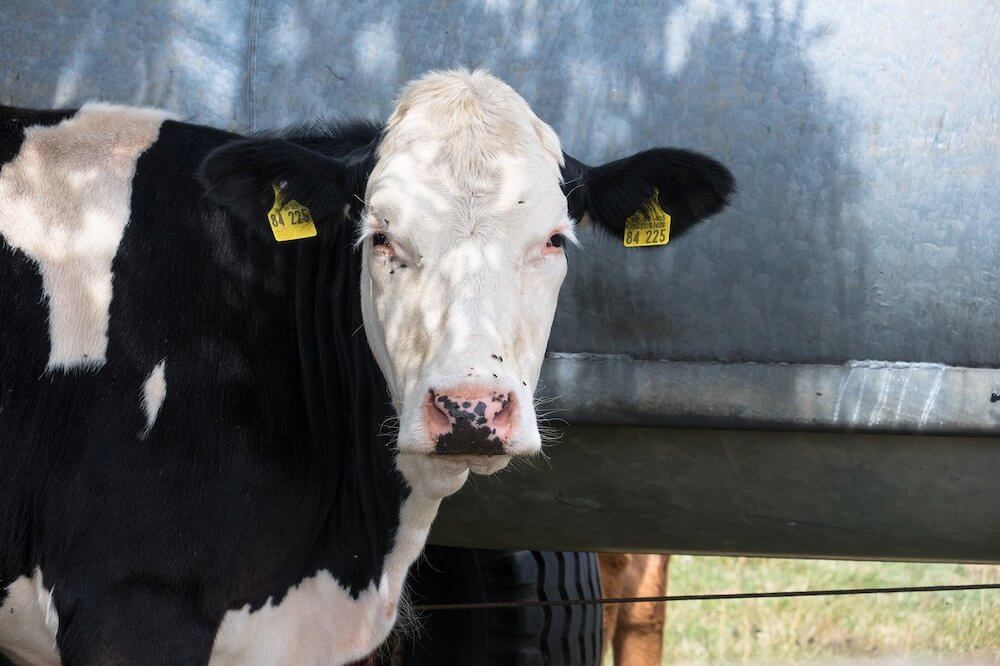 Cow looking at camera