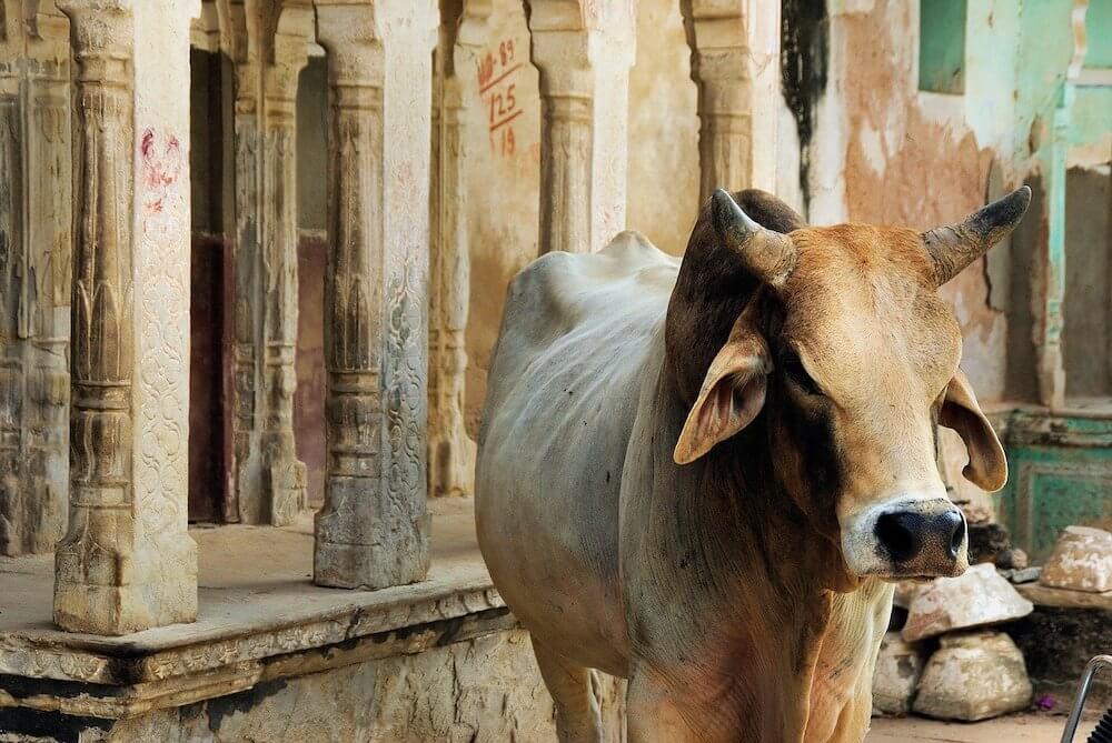 Cow in India