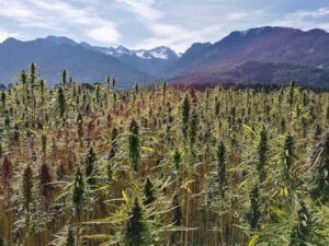 Field of hemp plants with mountains in the background