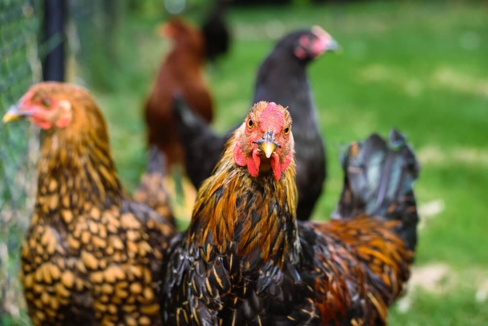 Chicken outside with green grass in the background