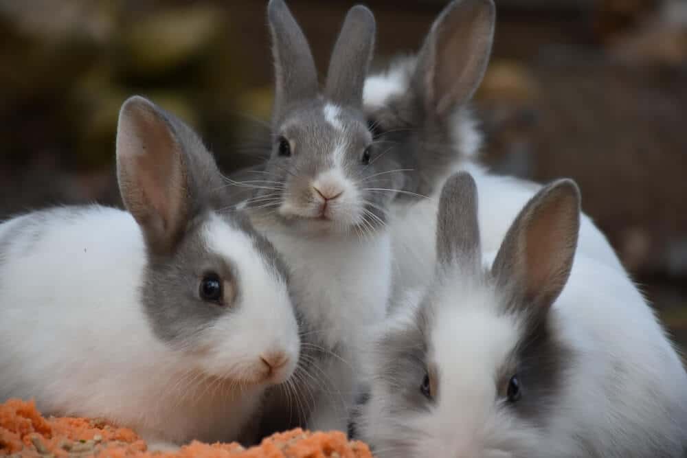 Three fluffy rabbits