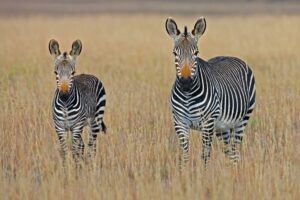 Zebra mother with young zebra