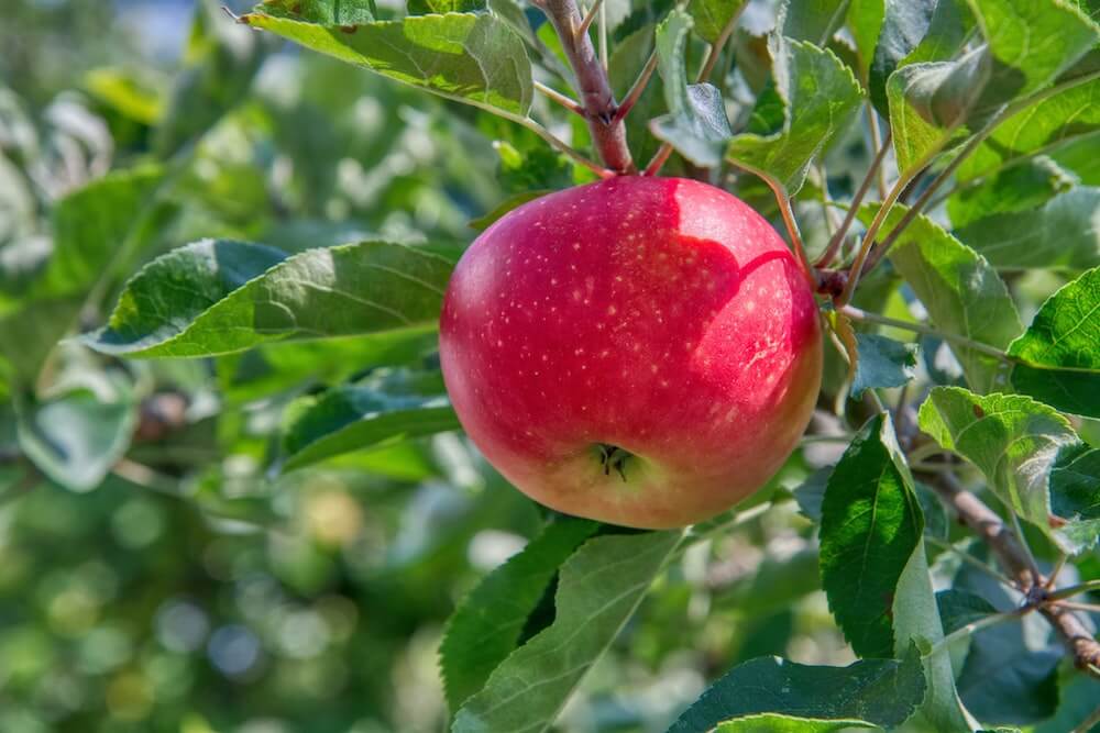 Apple on a tree