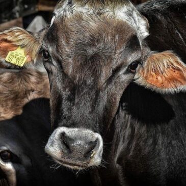 Dark brown cow looking straight into camera
