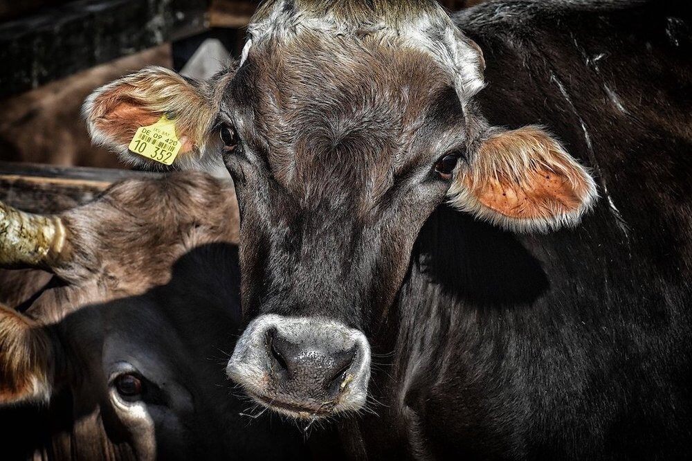 Dark brown cow looking straight into camera