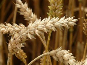 Sheaf of wheat
