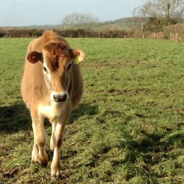Picture of a calf in a field