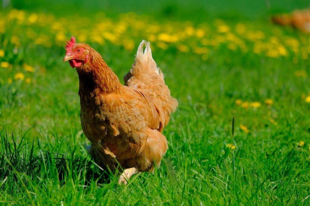 One hen in a green field