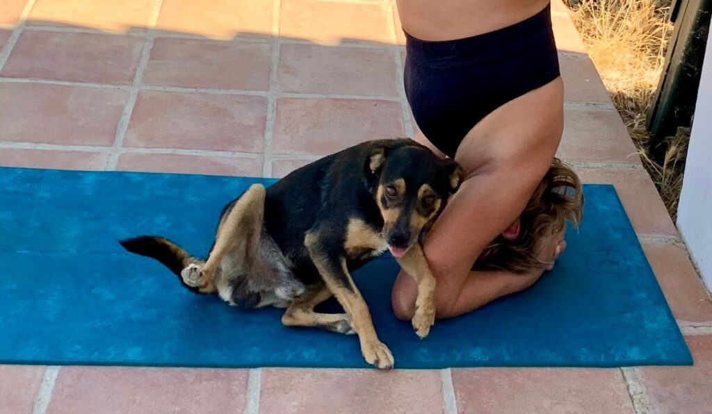 Person doing headstand with a dog next to them
