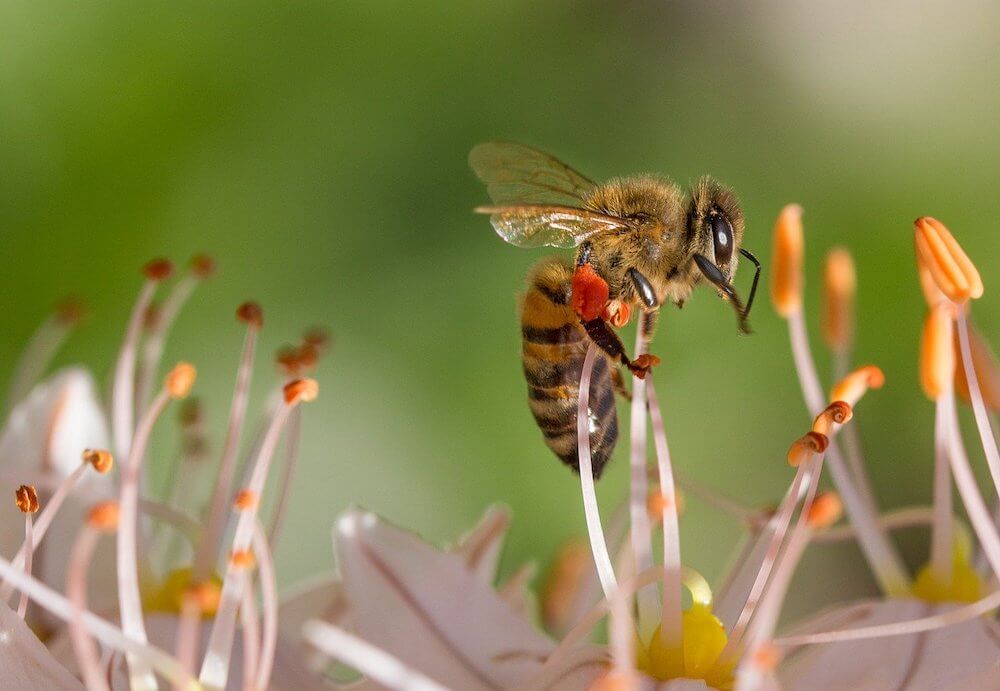 Bee collecting nectar