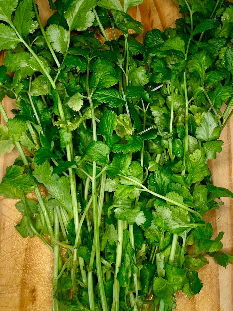 Bunch of fresh cilantro