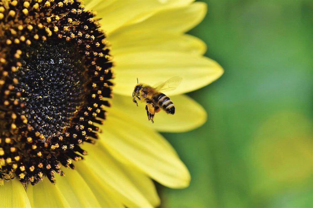 Why isn't honey vegan? A bee flying toward a sunflower