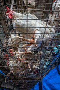 Chickens in a cage