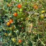 Is it very expensive to be vegan? Organic cherry tomatoes on the vine