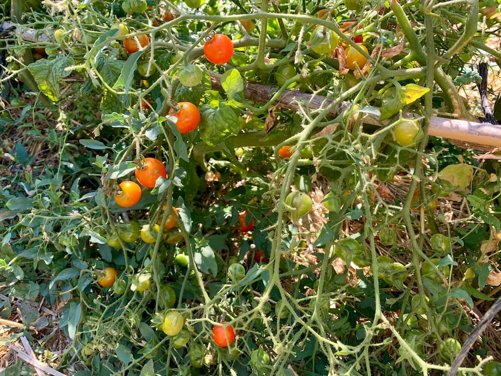 Organic cherry tomatoes on the vine