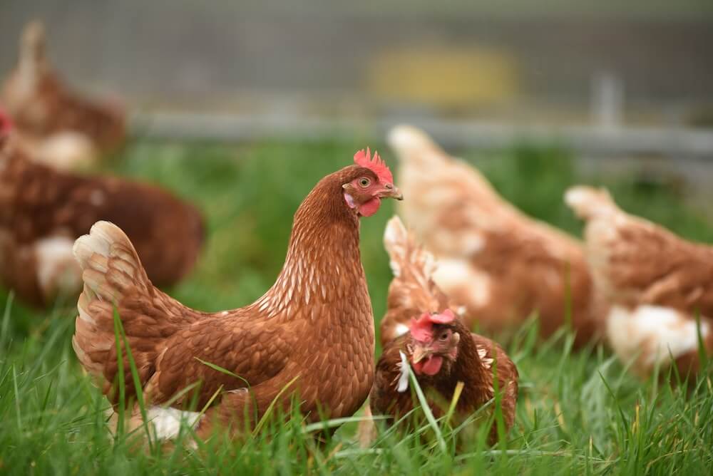 Can vegans eat eggs from free range hens?