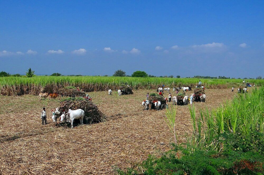 Harvesting the sugarcane