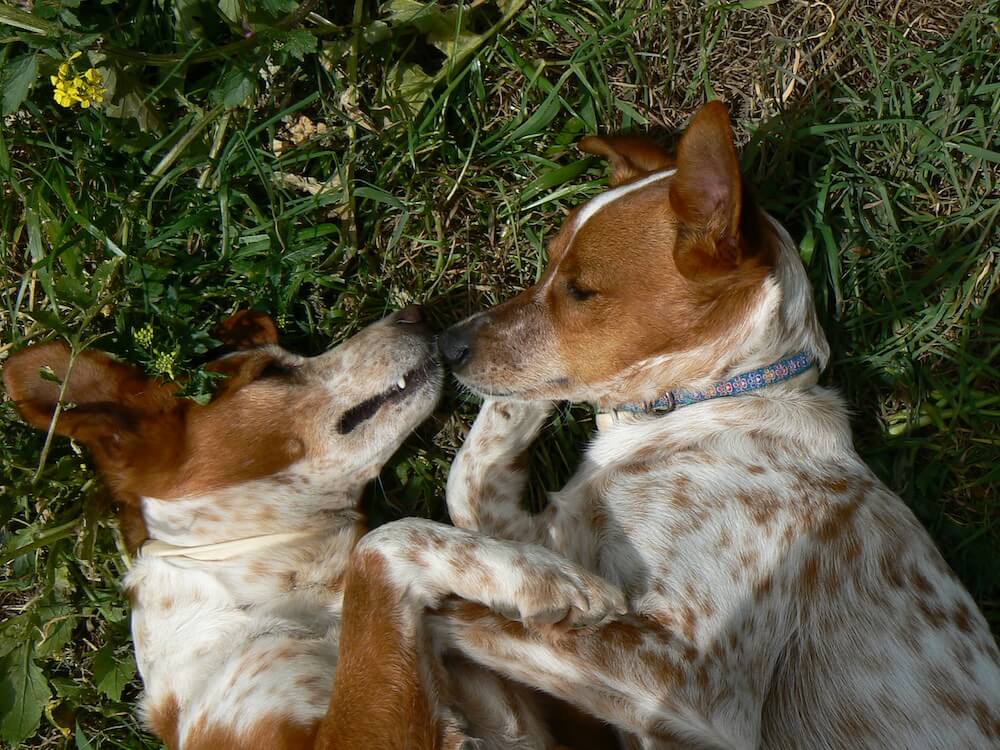Can vegans have pets? In loving memory: Sweet Pea & Penny kissing