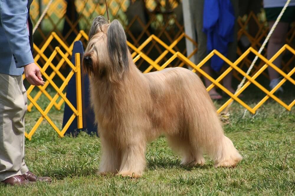Show dog in competition