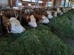 Would vegans eat lab grown meat? cows being fed in the meat industry
