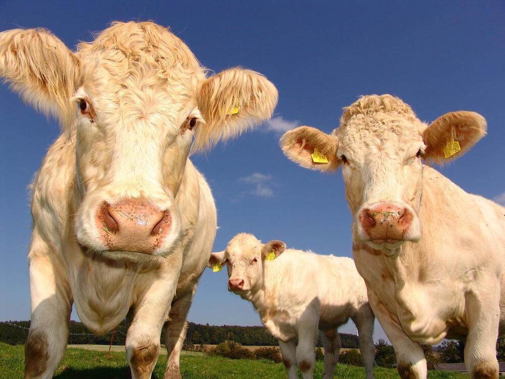 Where should I draw the line as a vegan? Cows in a field looking at the camera