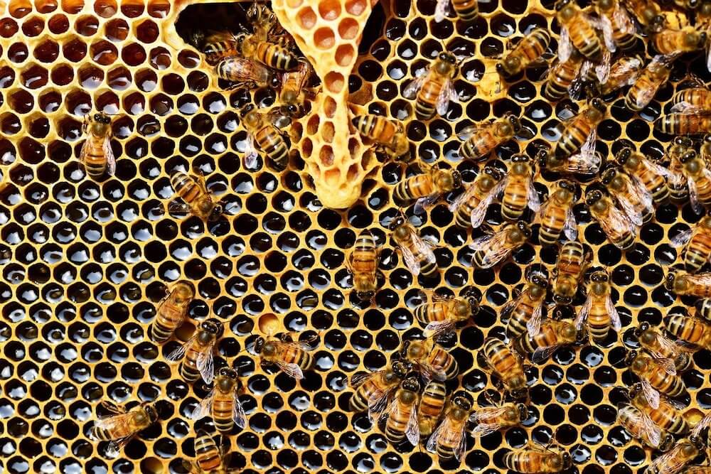 Where should I draw the line as a vegan? Worker bees making honey on a honey comb