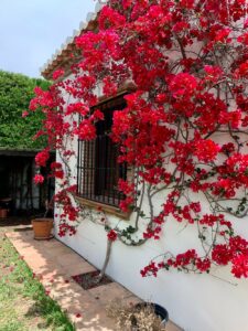 Bougainvilla