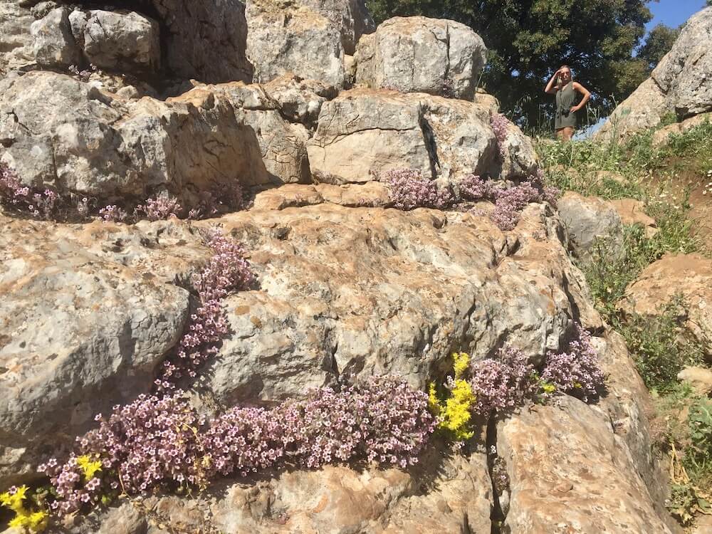 Flora on El Torcal