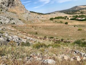 Goats in Andalucia